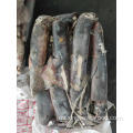 Squid congelado Dosidicus gigas entera redondo 1000-2000 g